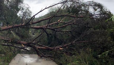 Ajudes forestals 2019